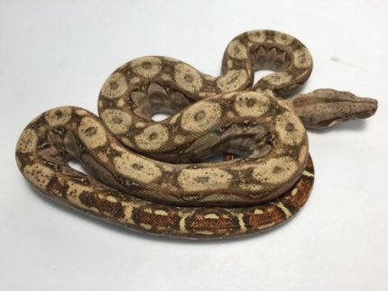 Hypo Sonoran Boas for sale | Snakes at Sunset
