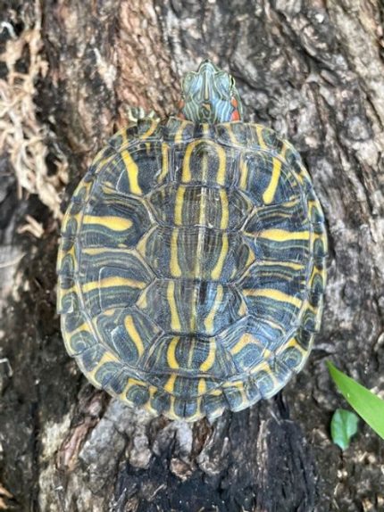 Rio Grande Sliders for sale