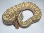Coral Glow Mojave Ball Python for sale | Snakes at sunset