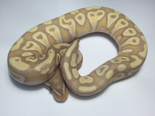 Coral Glow Mojave Ball Python for sale | Snakes at sunset Coral Glow Mojave Ball Python for sale | Snakes at sunset