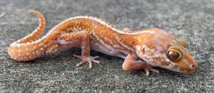 Albino Pictus Geckos for sale