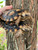 Pancake Tortoises for sale