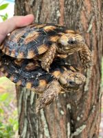 Pancake Tortoises for sale