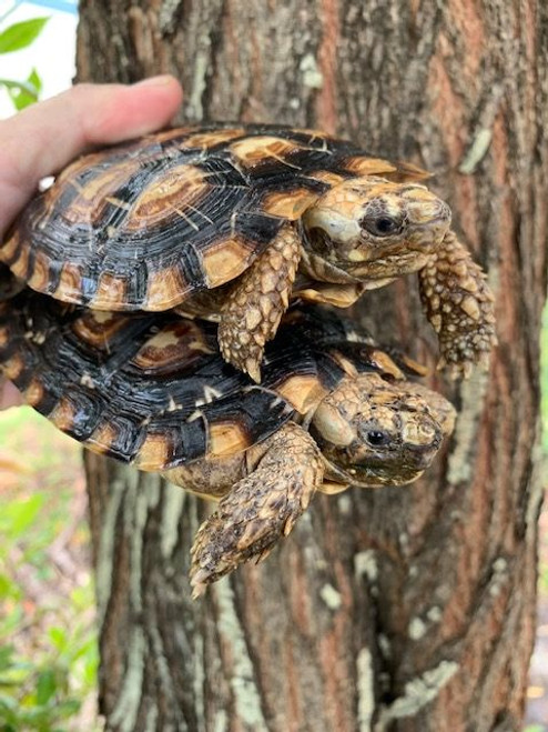 Pancake Tortoises for sale Pancake Tortoises for sale