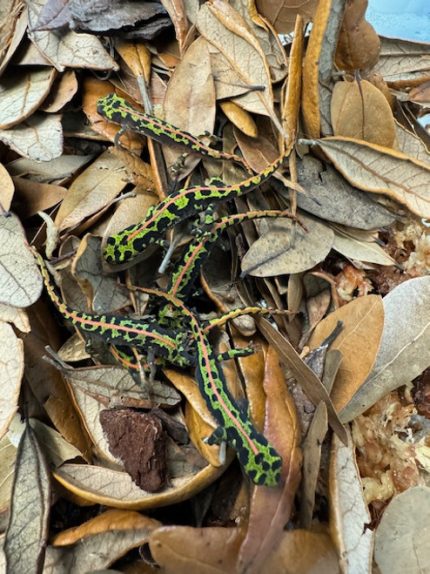 Marbled Newt  (Triturus marmoratus) for sale