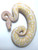 Albino Black Pastel Ball Python for sale | Snakes at Sunset