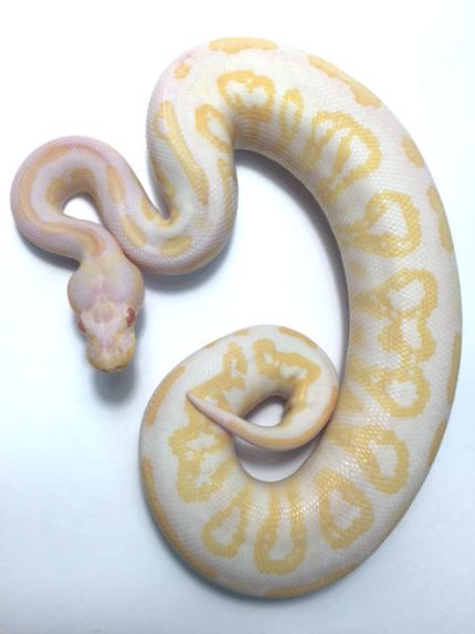 Albino Black Pastel Ball Python for sale | Snakes at Sunset