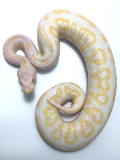 Albino Black Pastel Ball Python for sale | Snakes at Sunset Albino Black Pastel Ball Python for sale | Snakes at Sunset