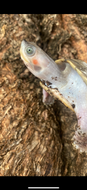 Brown Roofed Turtle for sale  (Kachuga smithi)