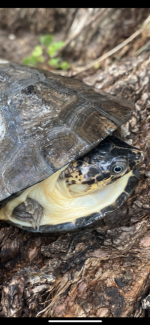 West African Sideneck Turtle for sale (Pelusios niger)