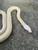 Snow Gopher Snake