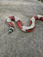 Stuarts Milk Snake