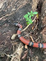 Yucatan Milk Snake for sale (Lampropeltis BLANCHARDI)