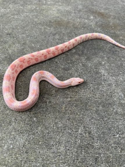 Albino Northern Pine Snake for sale (Pituophis melanoleucus)