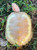 Albino Red Ear Slider (Trachemys scripta elegans)  ADULT FEMALES Breeders