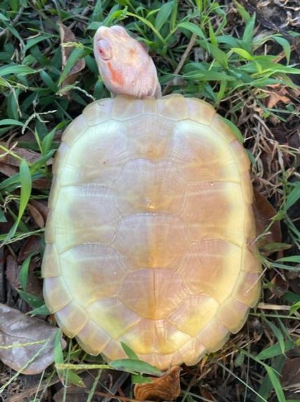 Albino Red Ear Slider (Trachemys scripta elegans)  ADULT FEMALES Breeders