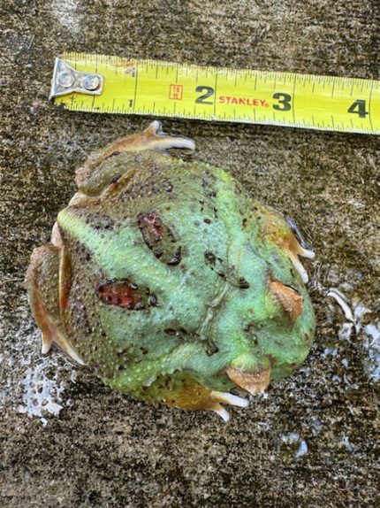 Pacman Frog for sale