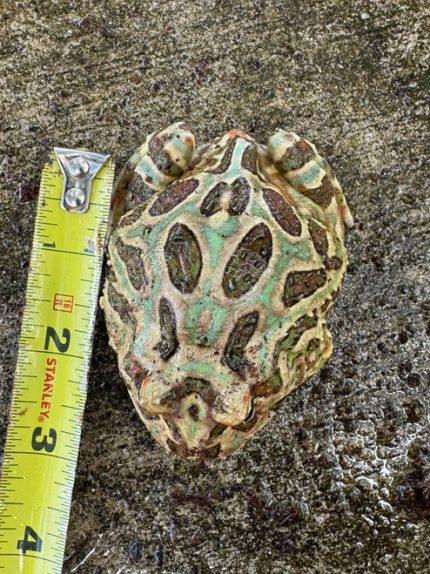 Pacman Frog for sale