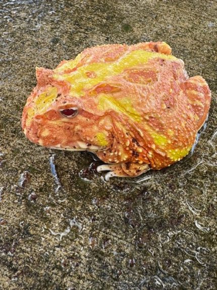 Pacman Frog for sale