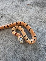 "Tiger" Phase Nuevo Leon Kingsnake for sale (Lampropeltis leonis)