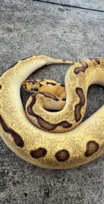 Super Enchi Clown Ball Python for sale (Python regius) female