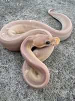 Super Cinnamon Coral Glow Ball Python  for sale   (Python regius)