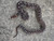 Angolan Pythons for sale (Python anchietae)