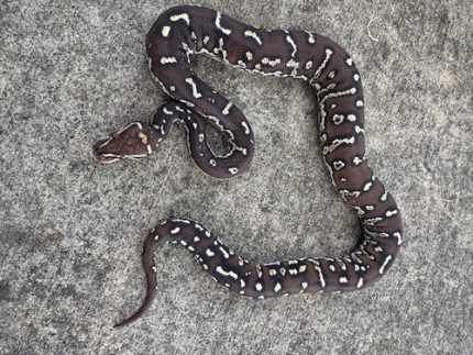 Angolan Pythons for sale (Python anchietae)