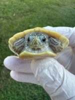 Caramel Albino Red Belly Turtle for sale  (Pseudemys nelsoni)