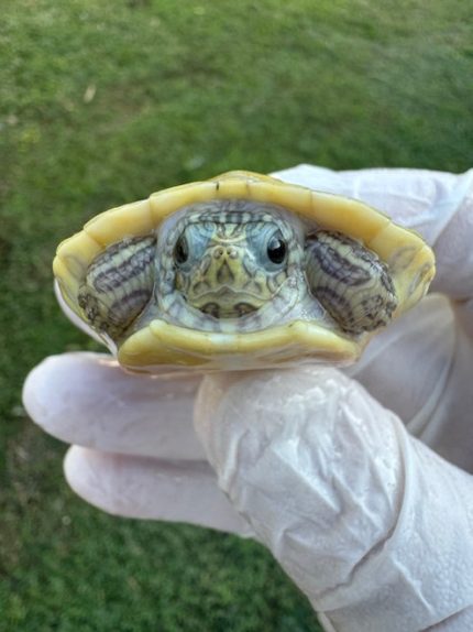 Caramel Albino Red Belly Turtle for sale  (Pseudemys nelsoni)