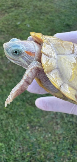 RT HYPO Red Ear Slider (Trachemys scripta elegans)