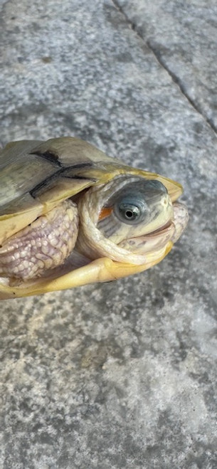Paradox Red Ear Slider