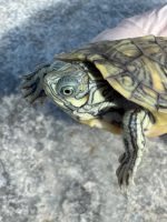 Clown Red Ear Slider (Trachemys scripta elegans)