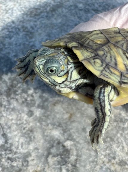 Clown Red Ear Slider (Trachemys scripta elegans)