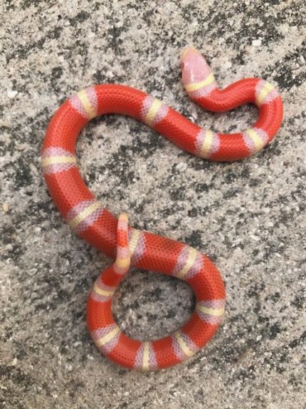 Albino Nelson Milk Snake for sale (Lampropeltis triangulum nelsoni)