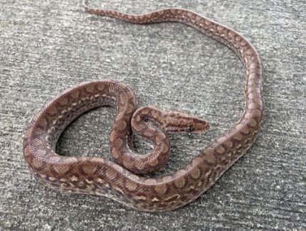 Colombian Rainbow Boas for sale