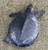 Fly River Turtle for sale