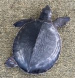 Fly River Turtle for sale