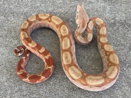 T+ Boa Constrictor for sale | Snakes at Sunset