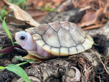 Caramel Pink Red Ear Sliders for sale | Snakes at Sunset