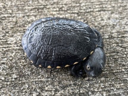 Snake Neck Turtle for sale