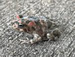 Paradise Toad for sale