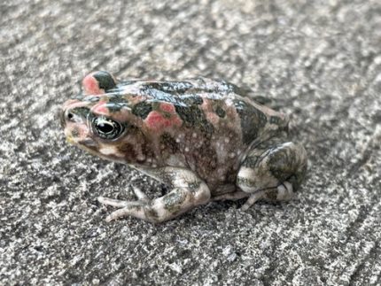 Paradise Toad for sale
