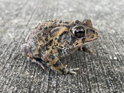 Southern Toads for sale