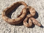 Hogg Island Boa Constrictor (Boa constrictor constrictor)