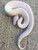 B.E.L. Ball Pythons for sale