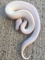 B.E.L. Ball Pythons for sale