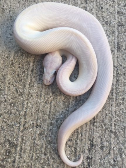 B.E.L. Ball Pythons for sale