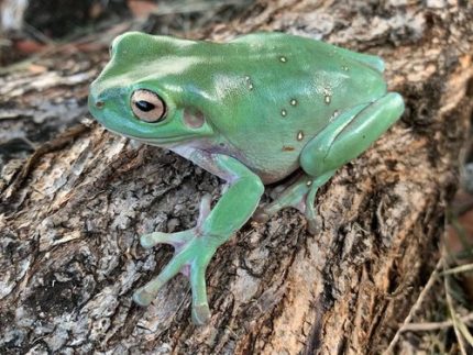 adults  Whites Tree Frog (Blue Eye Dumpy) for sale
