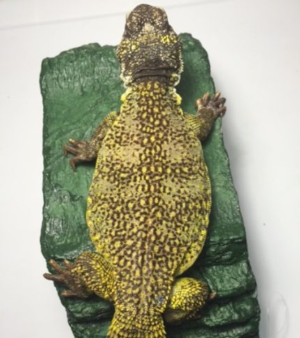 Morrocan Uromastyx for sale  | Snakes at Sunset